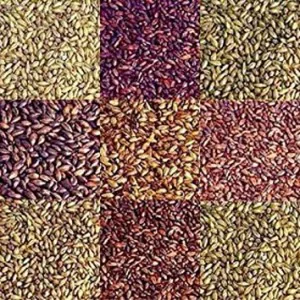Grain