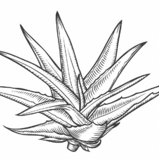 Premium Blue Agave Syrup 25kg (5 gallons)