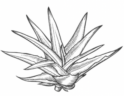 Premium Blue Agave Syrup 25kg (5 gallons)