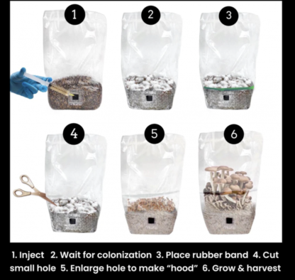 'ShroomTek' All-In-One Mushroom Grow Bag - Image 3