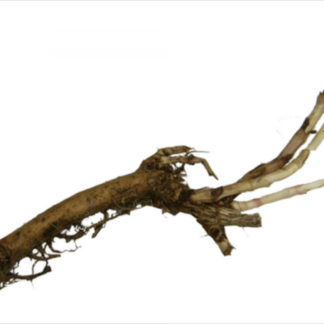 Hallertau Rhizome