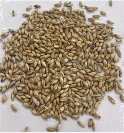 Montana Craft Malt Munich Light Malt (4.3-6.5L) - 1lb