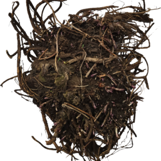 Hallertau Rhizome Crown - Colorado Grown