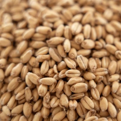 Rahr Extra Pale White Wheat Malt 2.3L - 1lb - Image 2