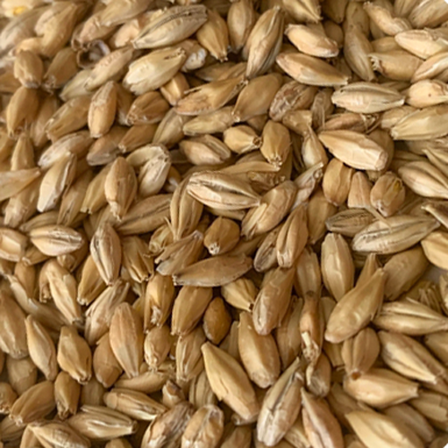 Rahr To Thee! Pils™ Malt (1.5 - 1.8L) - 1lb - Image 2